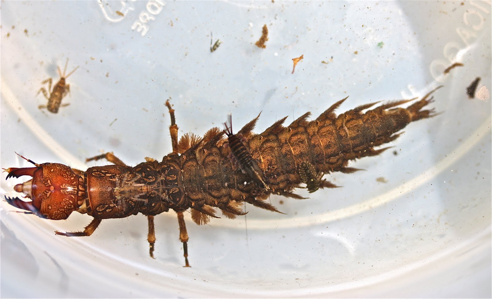 Aquatic Insects of Central Virginia: July 2011