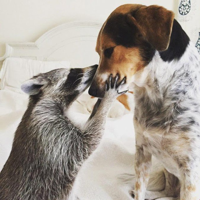 Órfão de Guaxinim resgatado adota dois cães como sua família em fotos adoráveis