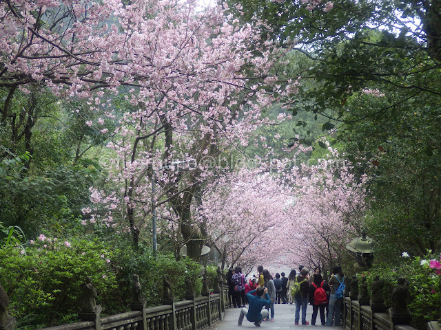 Taipei cherry blossoms