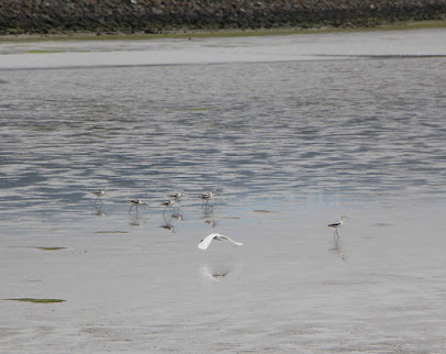 Photo of white wading birds on the shore, most standing, one flying.