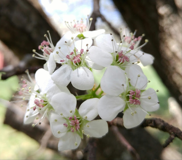 Bradford Pear bouquet #spring #blooming #trees