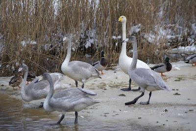 Kloekswan - Wilde Zwaan - Cygnus cygnus