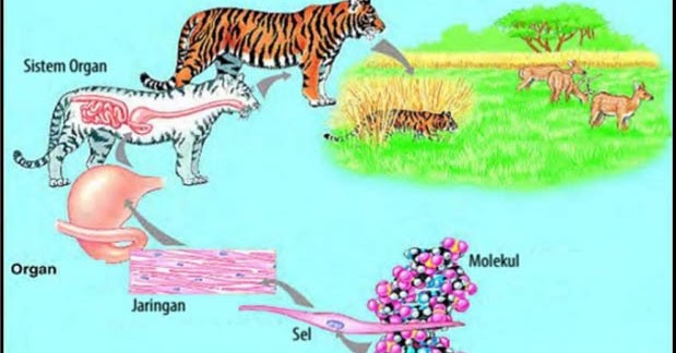 10 Urutan Tingkat Organisasi Kehidupan Dan Contoh dalam 