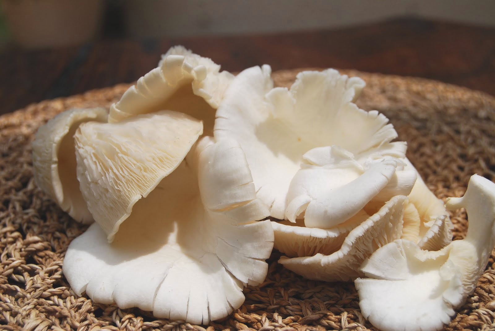 Manfaat penting berbagai jenis jamur  bagi tubuh 