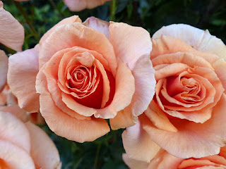 Jolies roses - Rosier cultivé