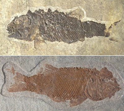 A specimen of the newly identified fossil species Ticinolepis crassidens (above) and of the species Ticinolepis longaeva. Credit: Adriana López-Arbarello
