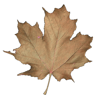 hoja_seca