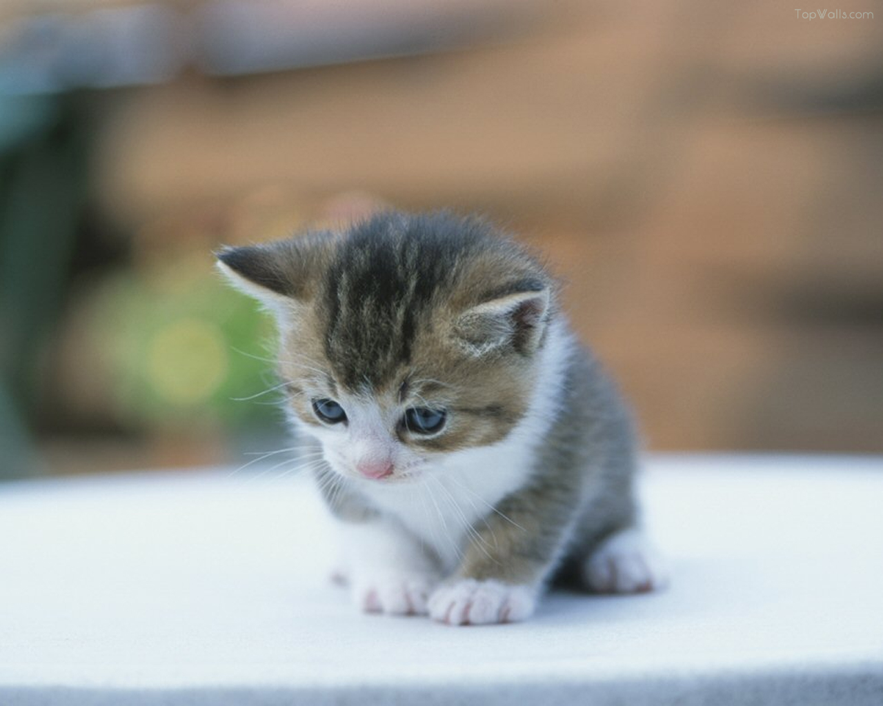 Kumpulan Gambar Dan Foto Anak Kucing Lucu Lucu Lengkap Dan Terbaru