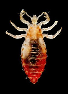 Body Louse