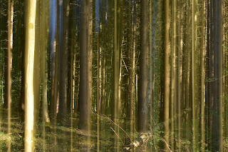 Naturfotografie Doppelbelichtung Mehrfachbelichtung Fotokunst Wischtechnik