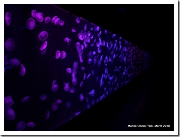 Jelly fish at the Manila Ocean Park