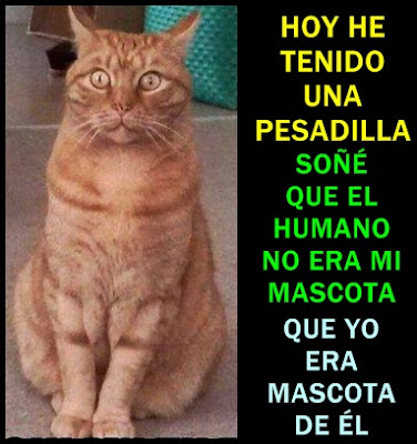 Veamos unos consejos dentro de si quieres existir un gato mascota en una techo Como existir un gato mascota: consejos