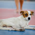 Governo realiza agendamento para castração solidária de animais domésticos, na área do Prosamin+