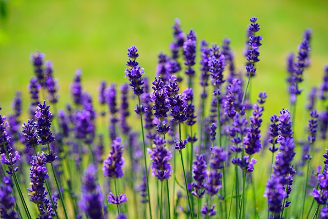 Lavender Benefits