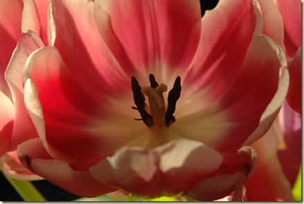 flowers 005