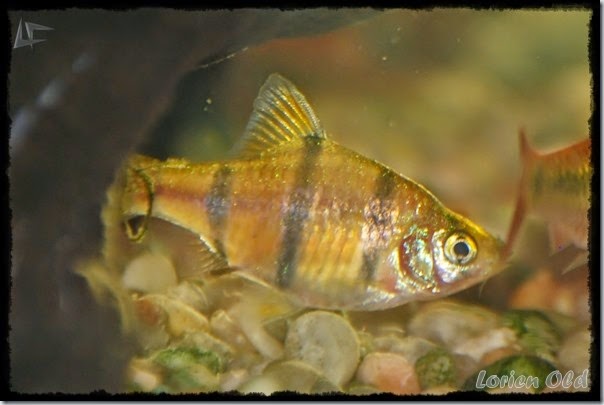 Acuario (9)