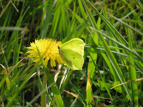 Paardenbloem met citoenvlinder