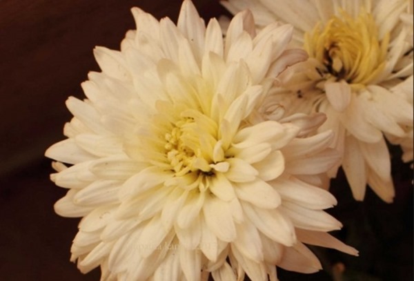 clip_image001