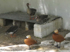 Birds in Lahore