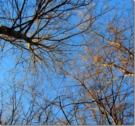 trees in praise
