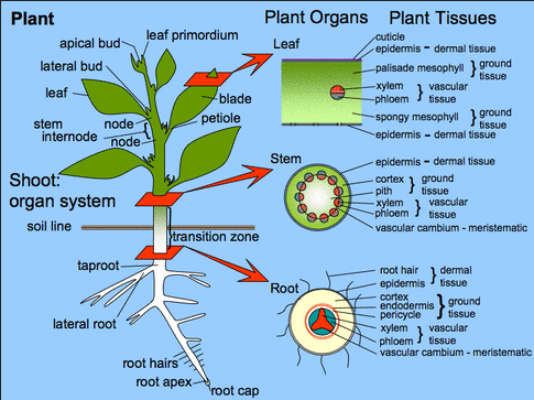 pengertian jaringan tubuh, tumbuhan, hewan, macam-macam, jenis, contoh, epidermis, meristem, pengangkut, dasar, epitel, otot, saraf, ikat, penunjang