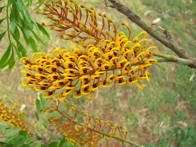 silky oak tree flowers golden orange yellow curly - In other words: Golden Silky Oak tree flower