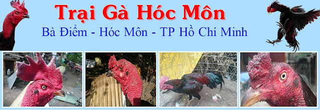 Trại gà Bà Điểm Hóc Môn