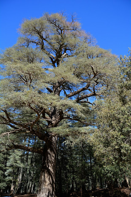 Cedrus atlantica