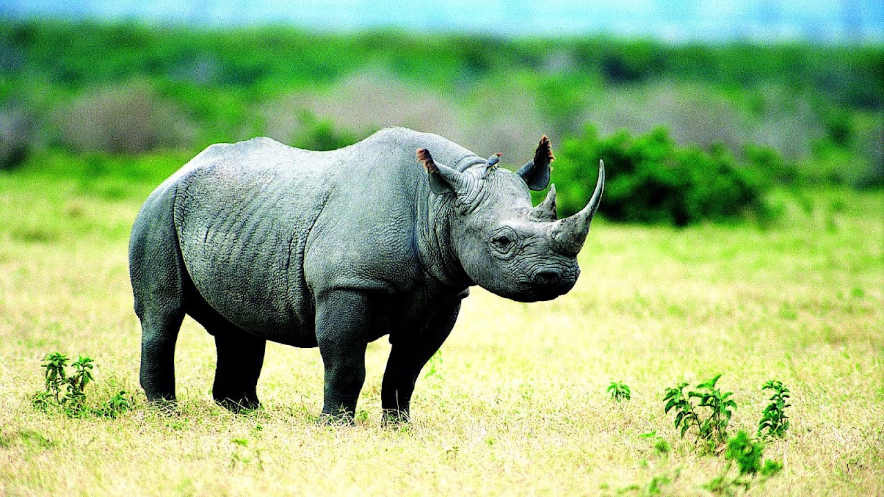 Top 3 Endangered Animals In The World