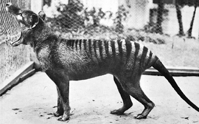 the thylacine