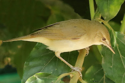 Blyth's Reed Warbler