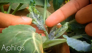 Pesticides-for-tomato-plants 