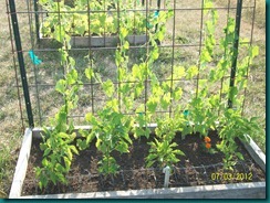 Misc pictures July 3 2012 042