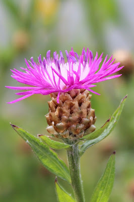 Knoopkruid - Soldateknoop - Centaurea jacea