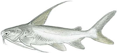 Gafftopsail Catfish (Bagre marinus)