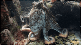 Octopus farming is ‘unethical and a threat to the food chain