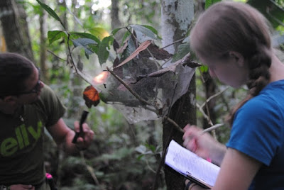 Para ilmuwan telah menemukan spesies gres tawon yg mengerikan di kedalaman Amazon Ekuado Ngeri, Tawon Parasit Ini Mengubah Laba-Laba Menjadi ‘Zombie’