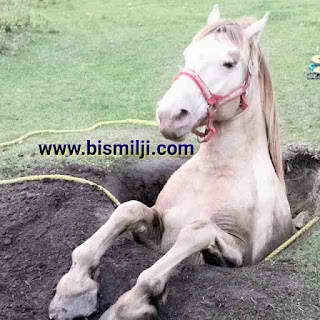 Aqalmand Ghora Urdu Kahani Wise Horse Moral Story in Urdu