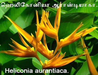 aurantiaca.