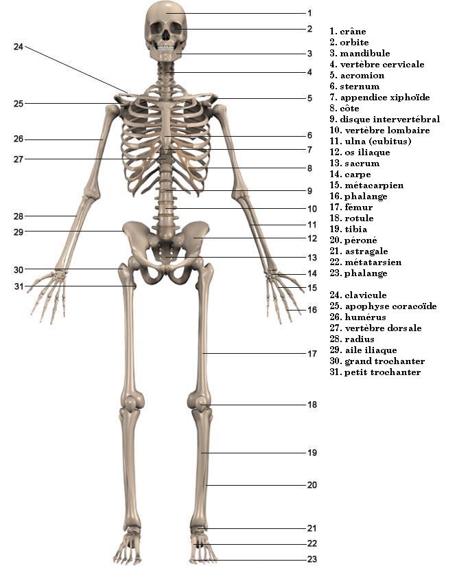 Quel est le muscle le plus fort du corps humain?