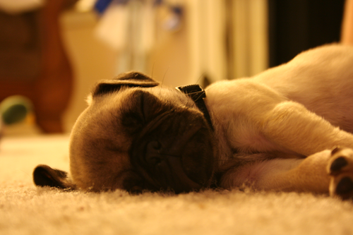 1. A PUG PUPPY! They're so cute.. and ugly at the same time! LOL 2. A TATTOO