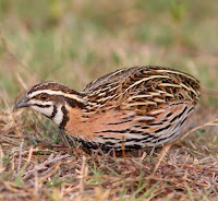 Coturnix coromandelica