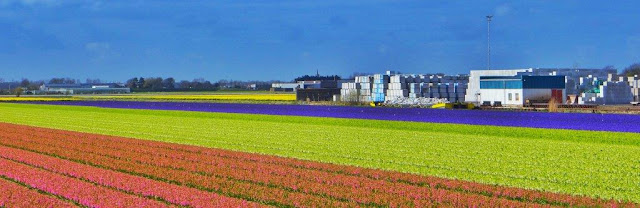 Campos de flores y tulipanes en los Paises Bajos