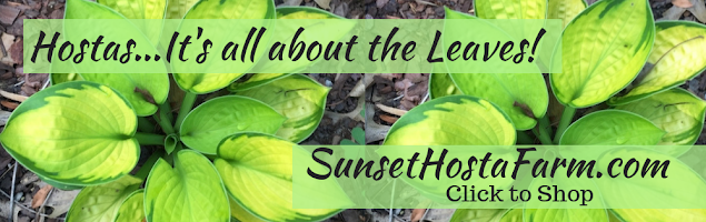 Sunset Hosta Farm.com  Shop Here