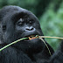 Endangered mountain Gorilla population recovers in Rwanda