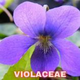 Violaceae