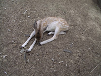 parc animalier haute garonne