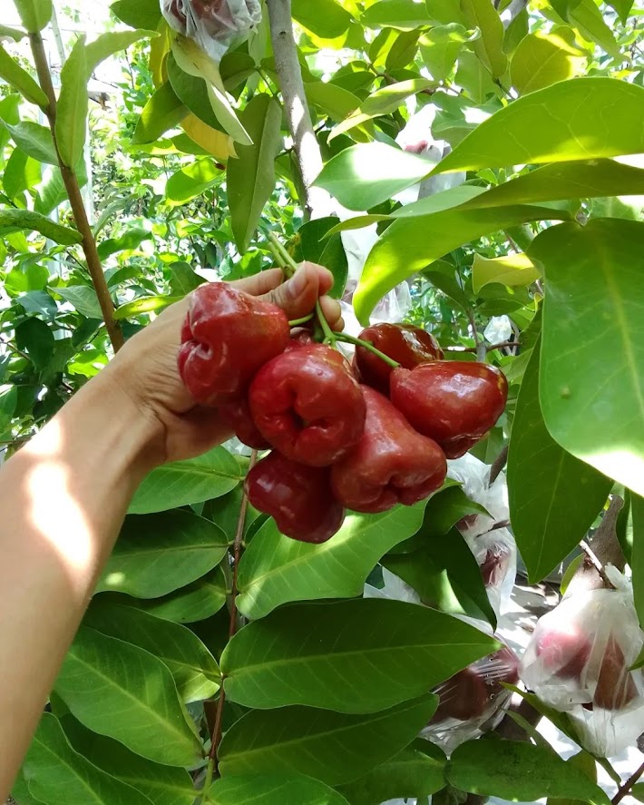 bibit jambu air black kingkong kota depok jawa barat