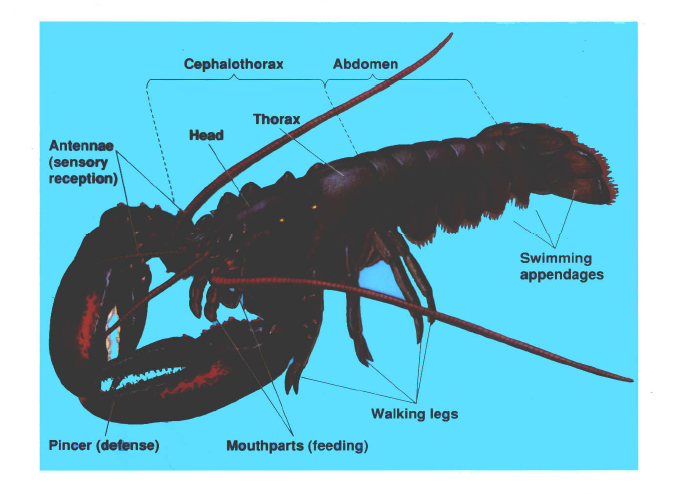 Hewan Crustacea  Pengertian Ciri dan Klasifikasinya 