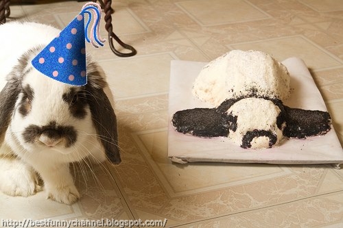 Funny bunny and cake. 